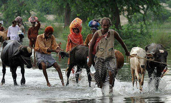 Pakistani flood victims and their cattle
