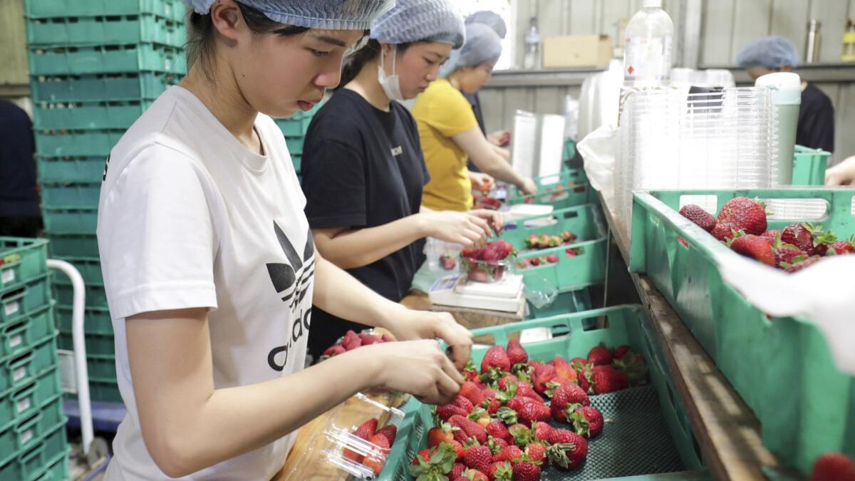 Workers sort and pack strawberries at the Chambers Flat Strawberry Farm in Chambers Flat, Australia, earlier this month.