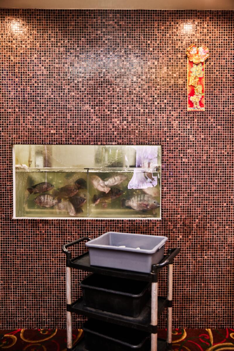 Fresh fish tank set within a mosaic wall at Golden Soup.