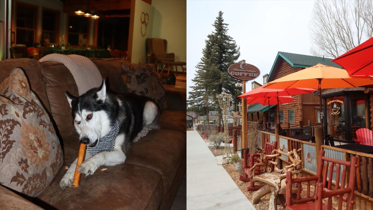 Happy chewing on a dog treat and bakery in Big Bear. 