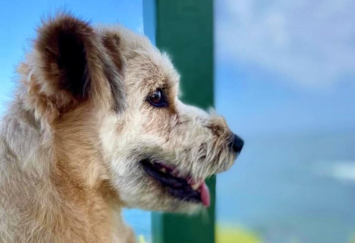 Former Laguna Beach Animal Shelter resident Hobie was recently named People Magazine's "Cutest Rescue Dog" in a contest.