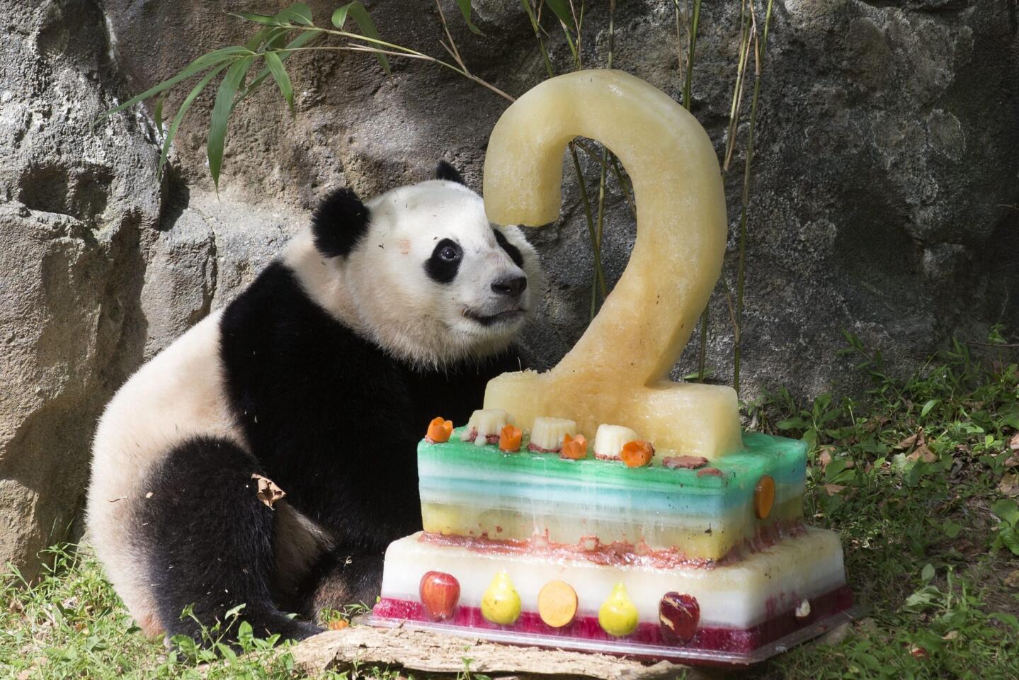 Pandas at U.S. zoos