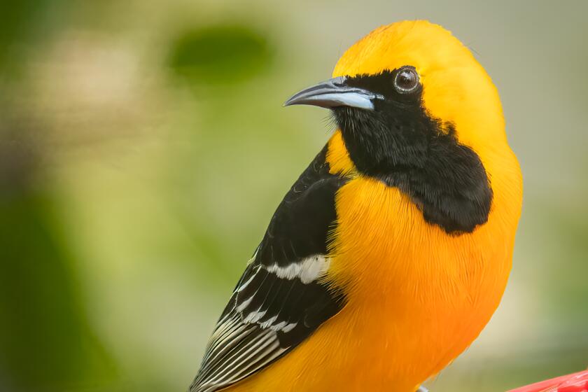 Black hooded orioles brighten our gardens throughout the summer.