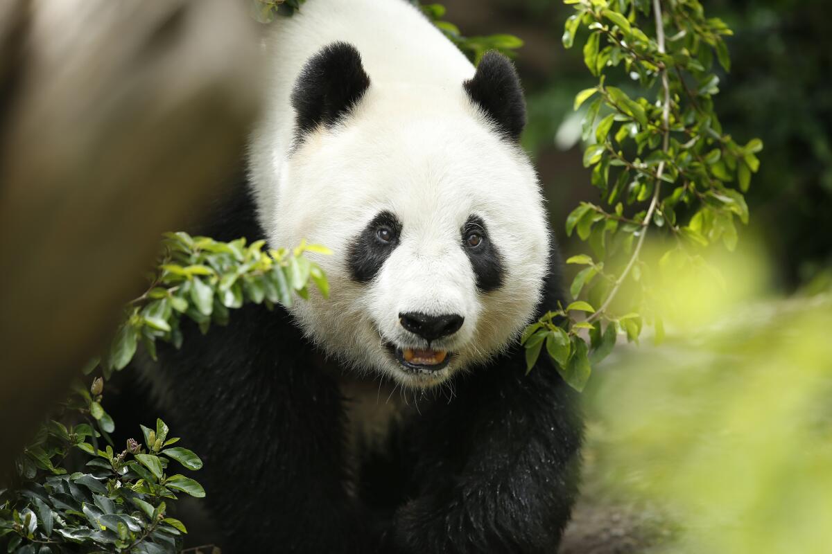 Panda Bai Yun, 27, walks through her enclosure at the San Diego Zoo on April 16, 2019, days before heading back to China.