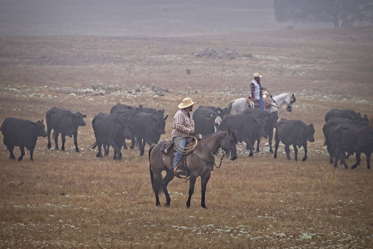 Cowboys move cows to new grazing land at Rancho Guejito in Valley Center, where cattle has been farmed since 1845.