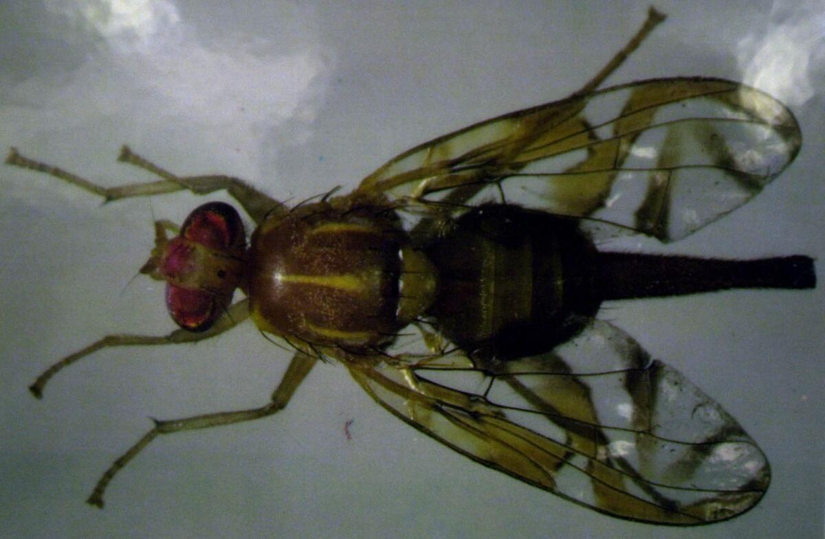 New invasive fruit fly found in California