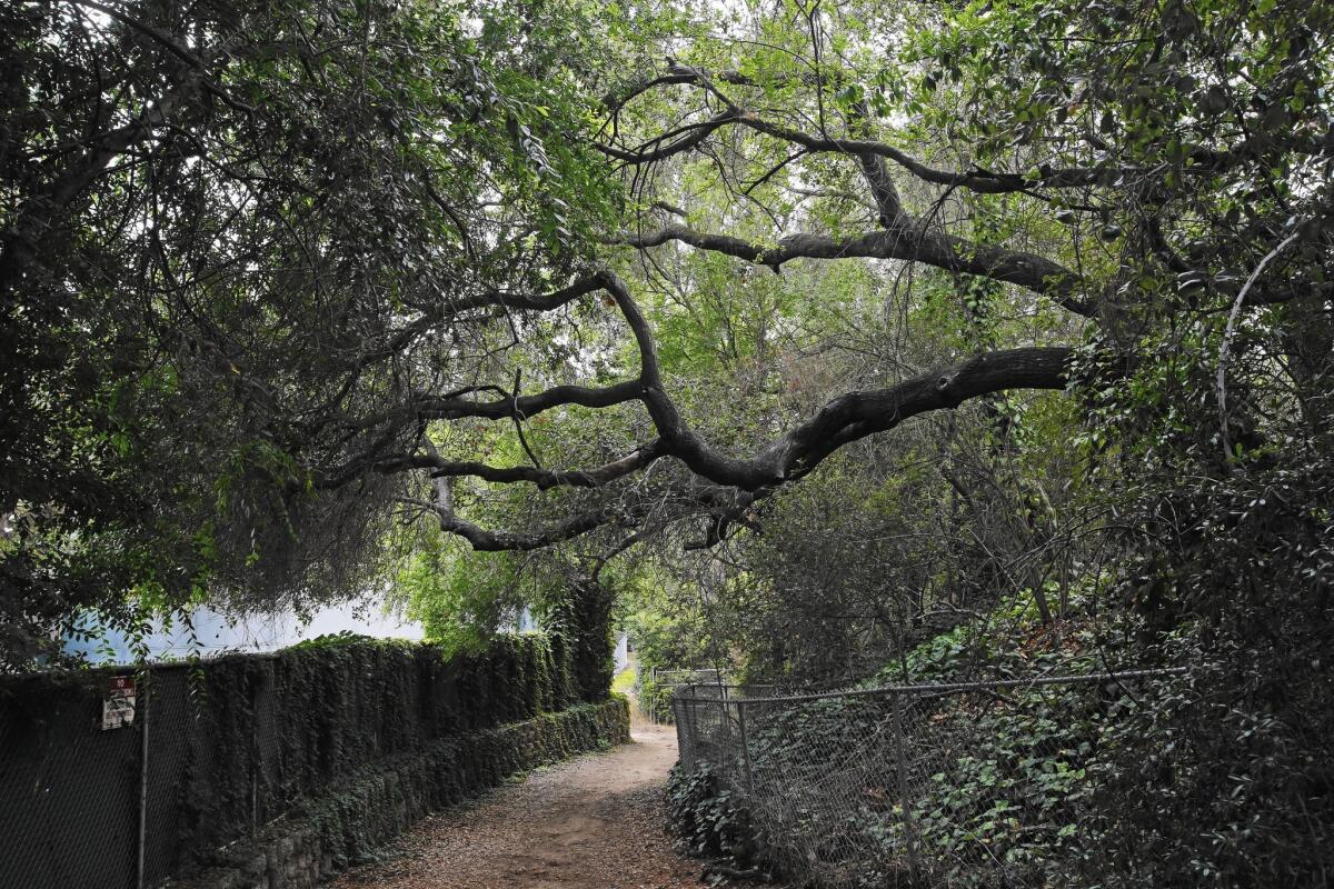 Lush greenery and trees surround the Flint Canyon Trail in La Canada Flintridge.