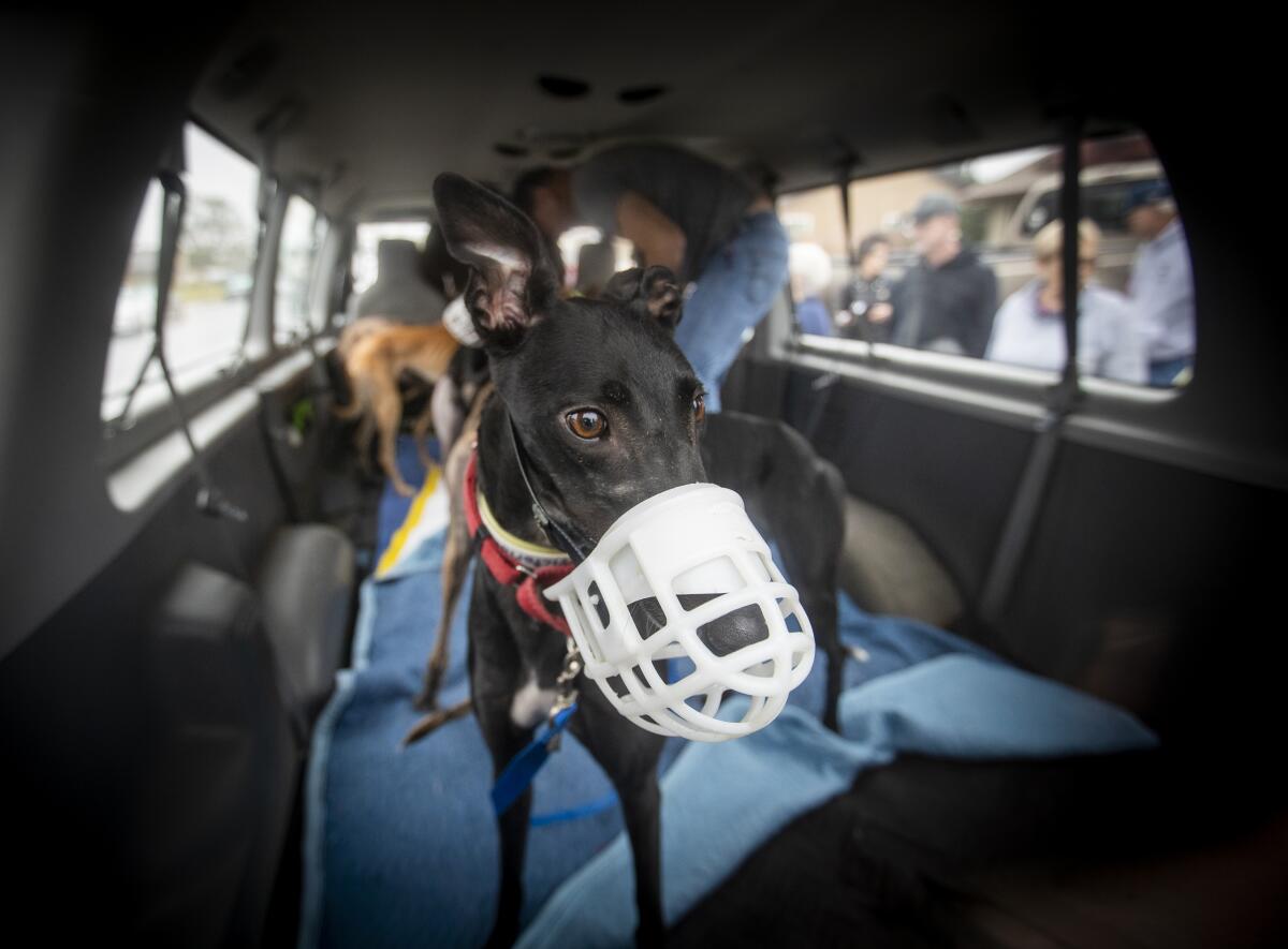 A black greyhound wearing a white muzzle stands inside a van.