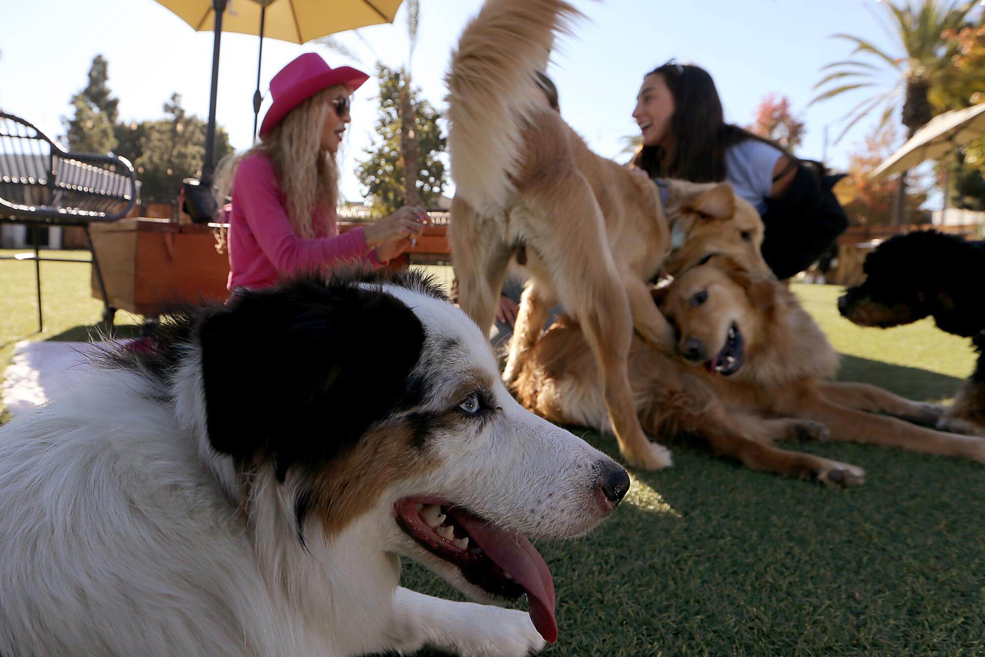 How We Rate Dogs raised over $1 million for dogs in need