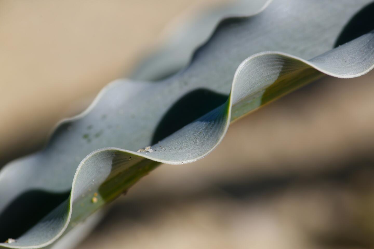 The long green leaf from a desert lily flowers at Anza-Borrego Desert.