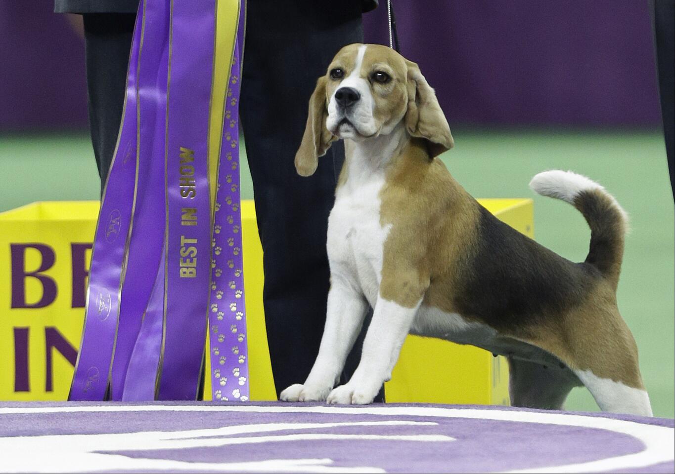 Miss P, a 15-inch beagle, stands tall after winning the Best in Show at the Westminster Kennel Club Dog Show.