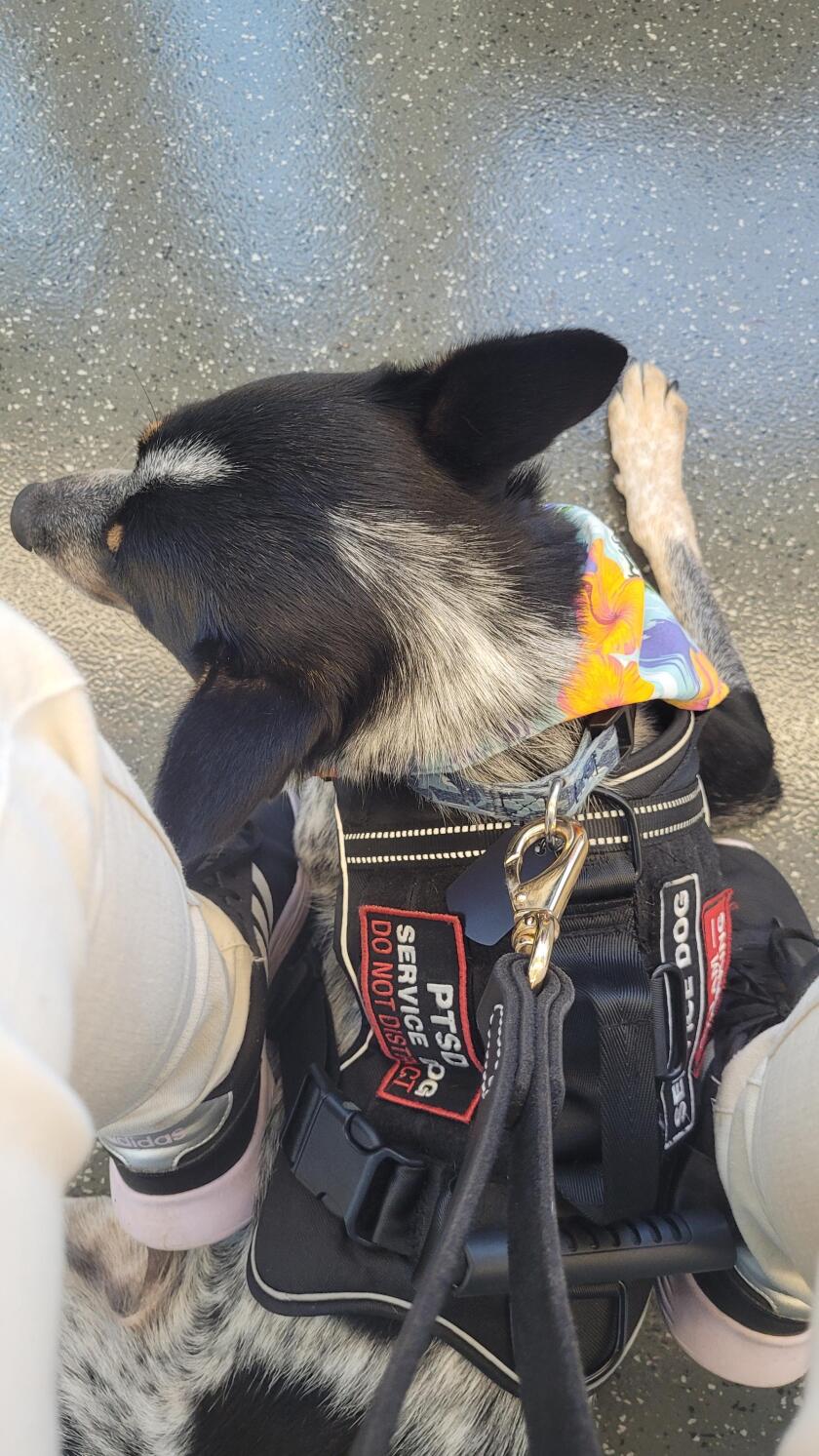 Meeka's vest shows that she is a service dog.