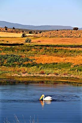 Modoc Plateau, Calif.