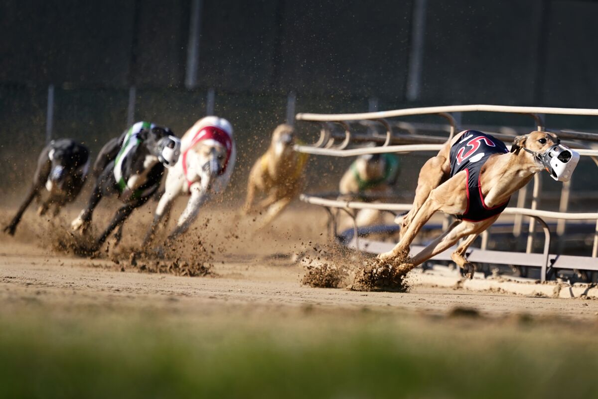 Greyhounds run on a racetrack 