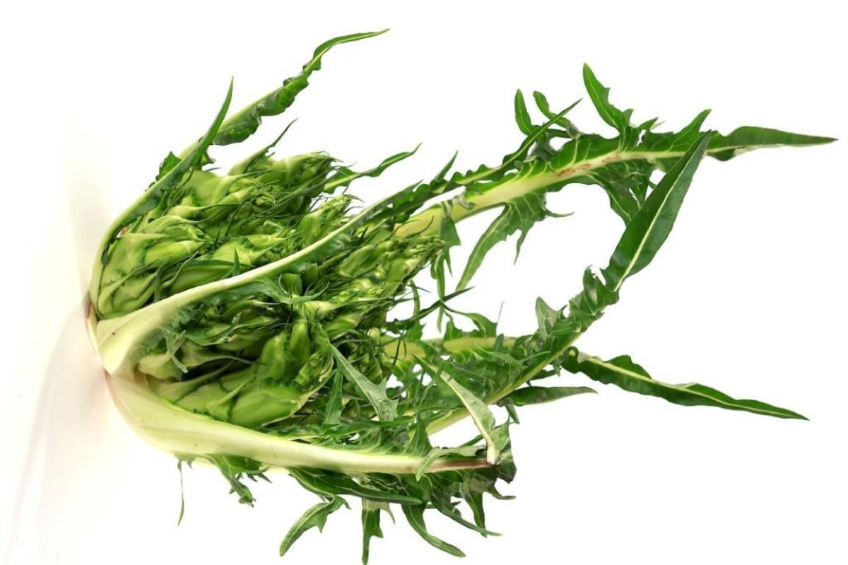 Puntarelle is an Italian member of the chicory family. Use its celery-like core in a classic Roman salad, or add to a salad or roast or grill.
