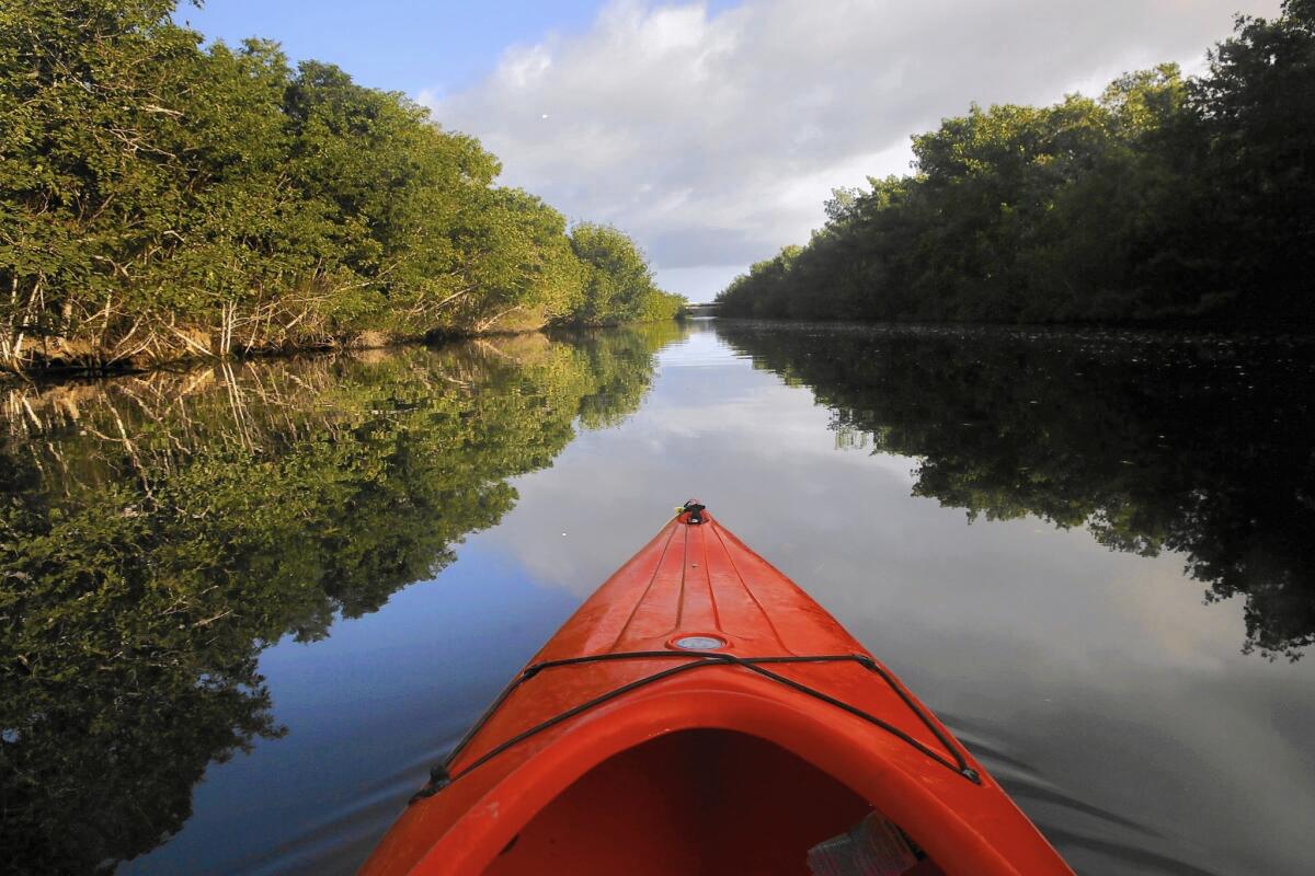 The Buttonwood Canal goes from Flamingo Visitor Center to Coot Bay Pond, one of several kayak and canoe trails in Everglades National Park.