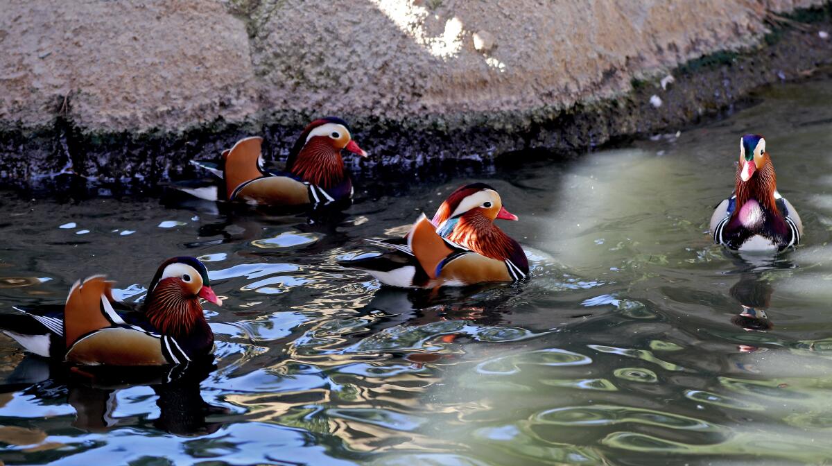 Mandarin ducks at TeWinkle Park in Costa Mesa.