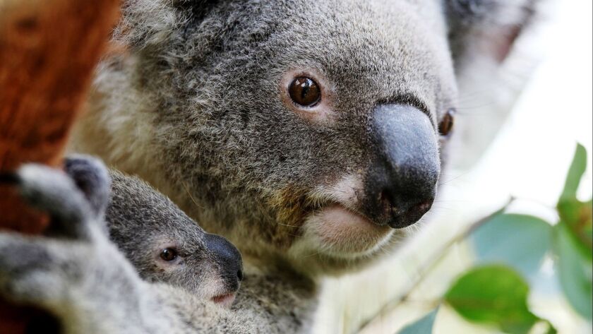 why are koalas born with chlamydia