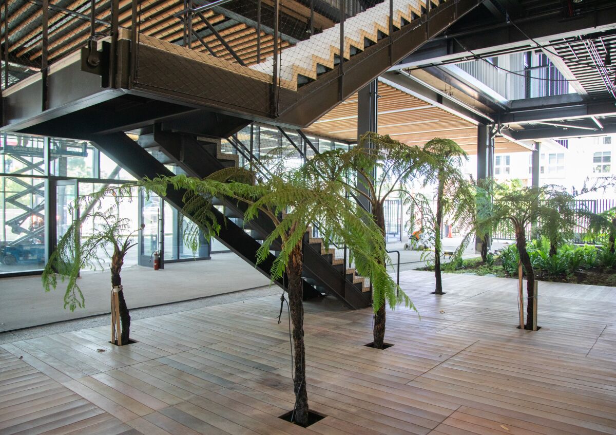 A staircase descents into an open-air arcade planted with half a dozen rough tree ferns.