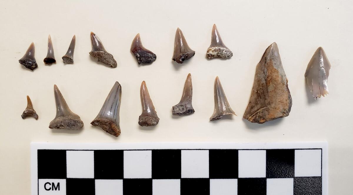 Shark teeth are among the fossils found under San Pedro High School.