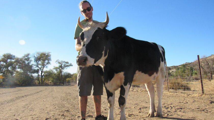 Farm Animals Get Second Chance At Campo Sanctuary The San Diego