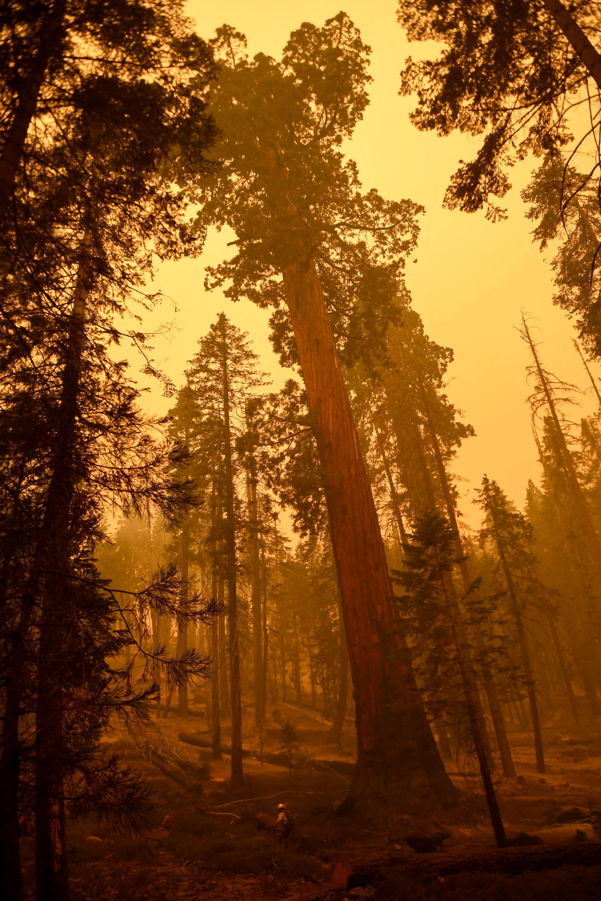 A firefighter is surrounded by tall trees and an orange, smoky sky 