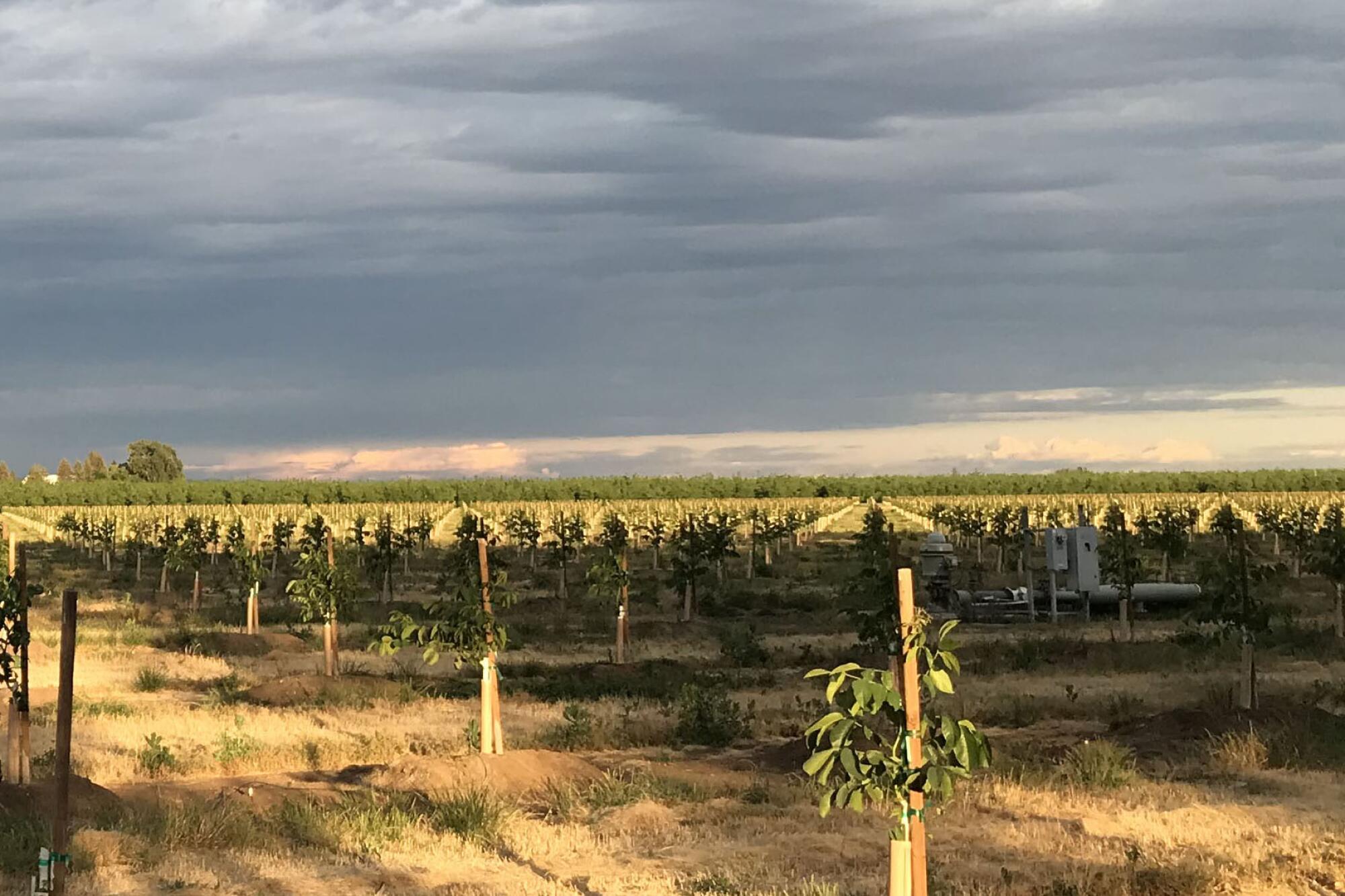 A newly planted walnut orchard relies on groundwater southwest of Chico.