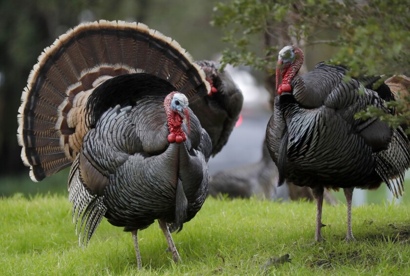 Two wild turkeys in the grass