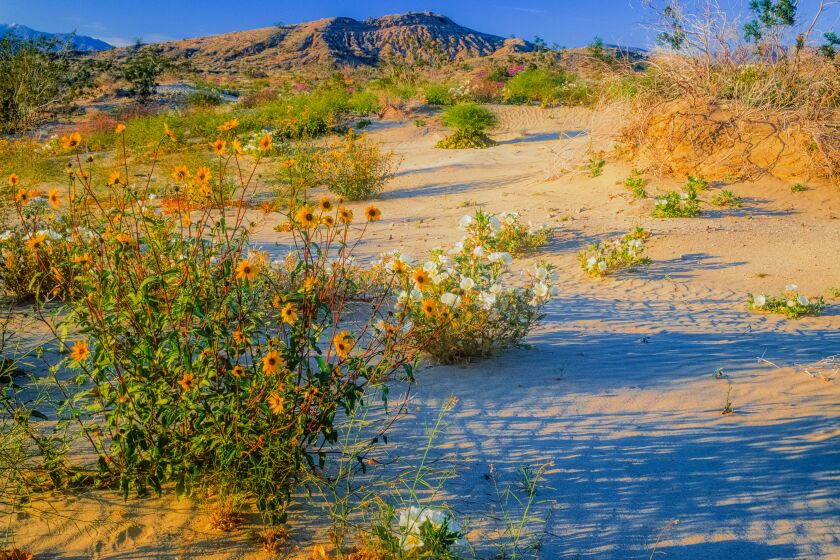 Yellow flowers and desert primrose grow in Anza-Borrego Desert State Park.
