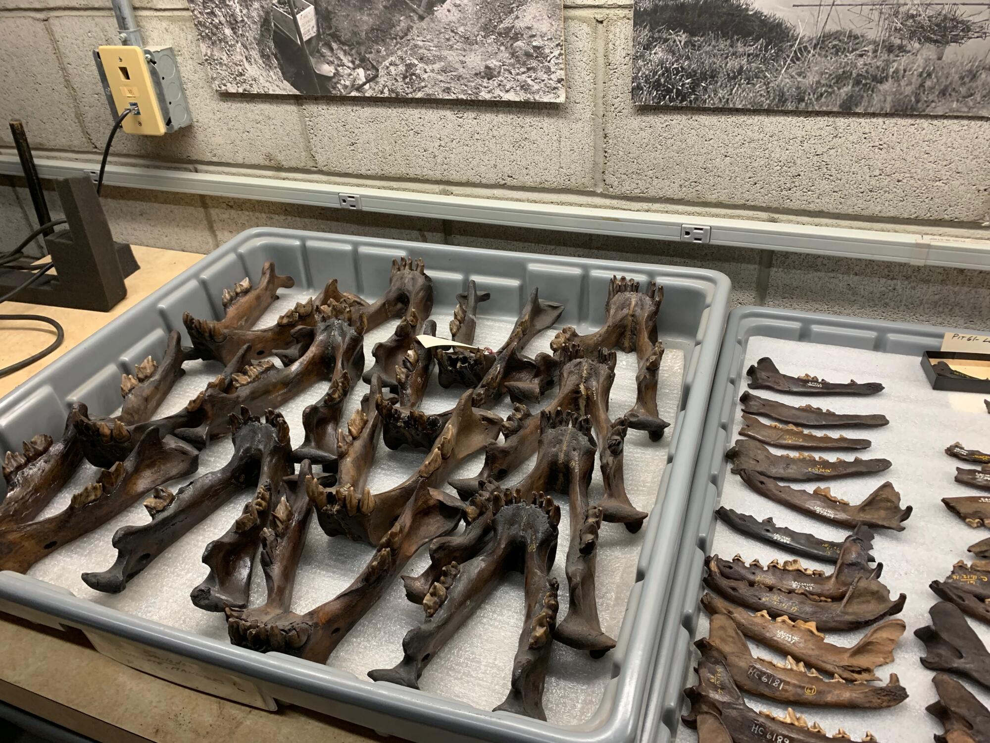 Fossils of animal jaws on trays