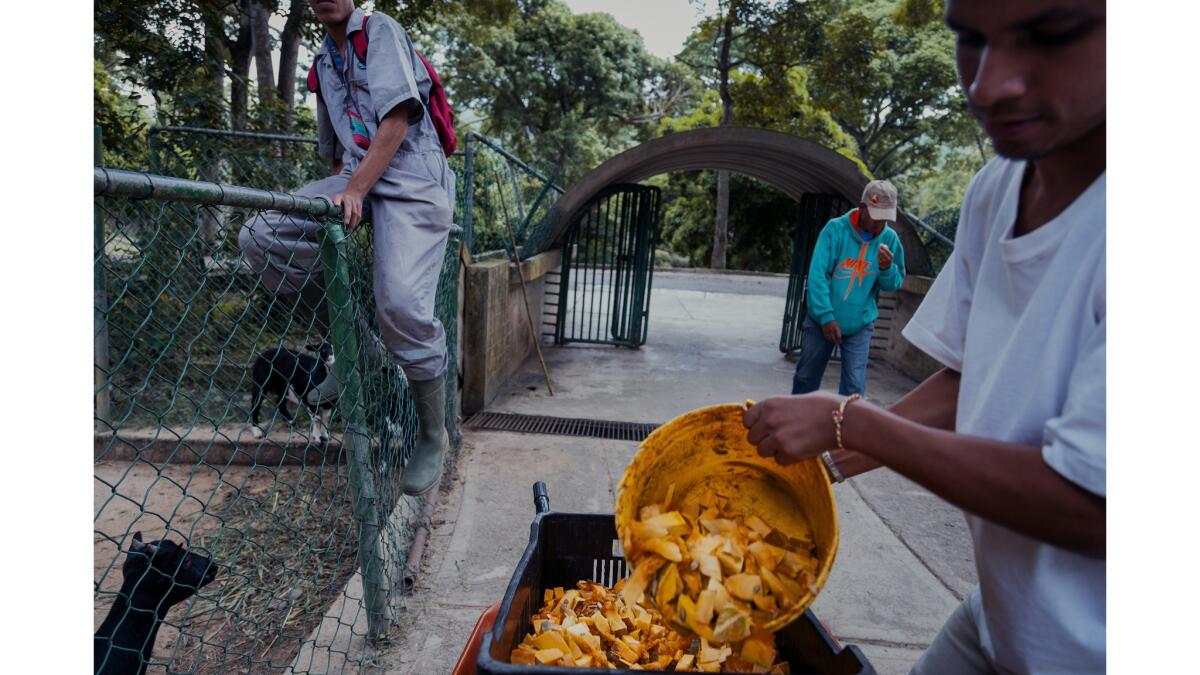 Workers at the Caricuao zoo feed pumpkin to hungry goats on July 13, 2017. In the background, one of the workers takes a bite of the raw pumpkin.
