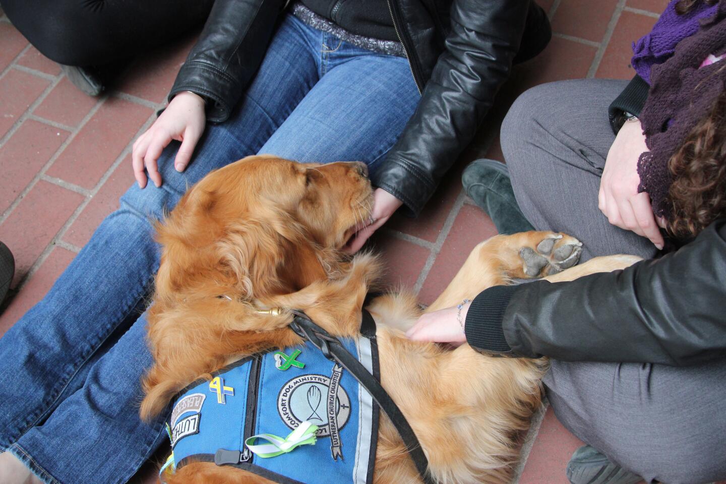 Luther, one of the golden retrievers in Lutheran Church Charities' canine cadre, spent five weeks in Connecticut after the Sandy Hook Elementary shootings.