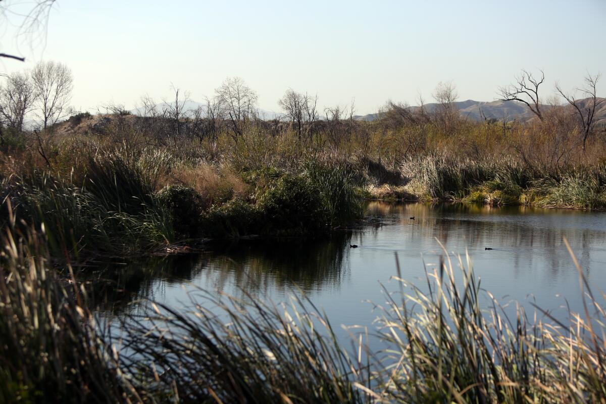 The first of the Tujunga Ponds, an unlikely wildlife sanctuary south of the 210 Freeway in the Sunland-Tujunga area.