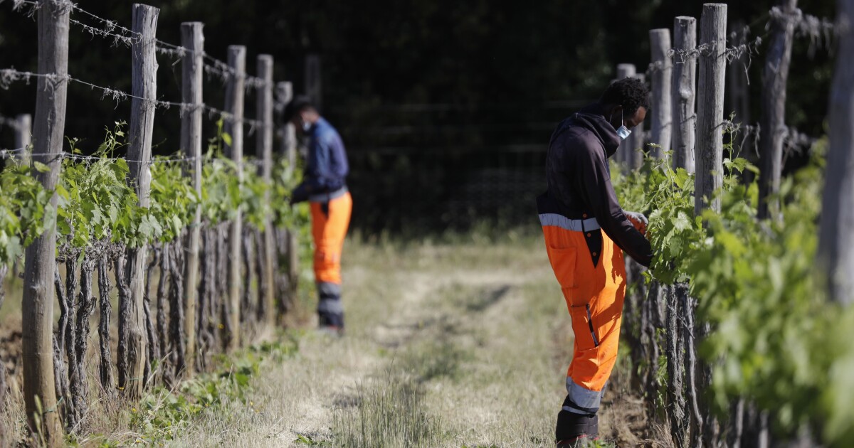 I richiedenti asilo aiutano a produrre il famoso vino Brunello italiano