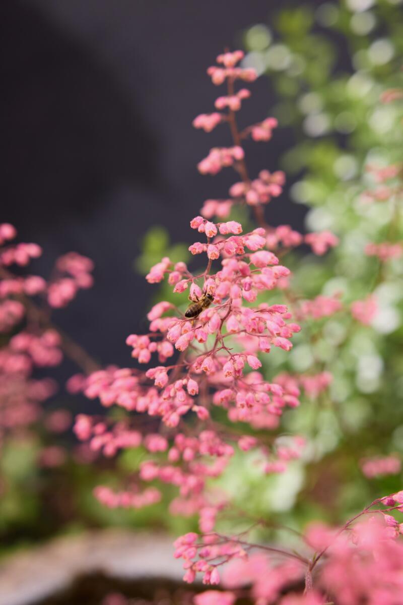 A bee noses among the pink blooms of a spray of coral bells.