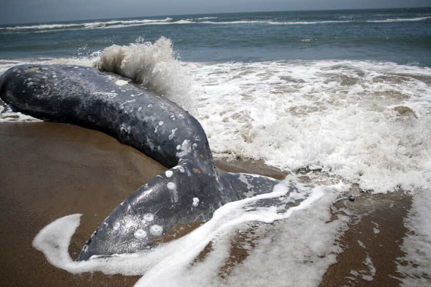 POINT REYES STATION, CALIFORNIA - MAY 23: A dead Gray Whale sits on the beach at Limantour Beach on May 23, 2019 in Point Reyes Station, California. A thirteenth Gray Whale washed up dead on a San Francisco Bay Area beach as scientists try to figure what is killing the whales. Dozens of Gray Whales have been found dead along the Pacific Coast between California and Washington since the beginning of the year. (Photo by Justin Sullivan/Getty Images) ** OUTS - ELSENT, FPG, CM - OUTS * NM, PH, VA if sourced by CT, LA or MoD **