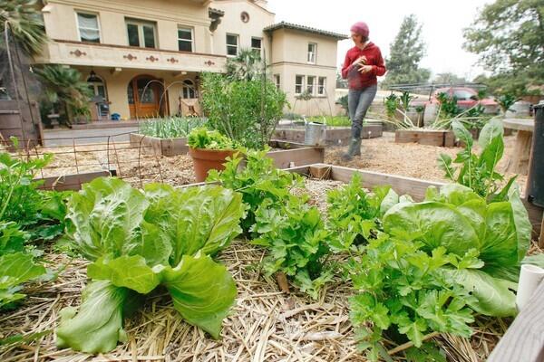 Urban farming in Altadena