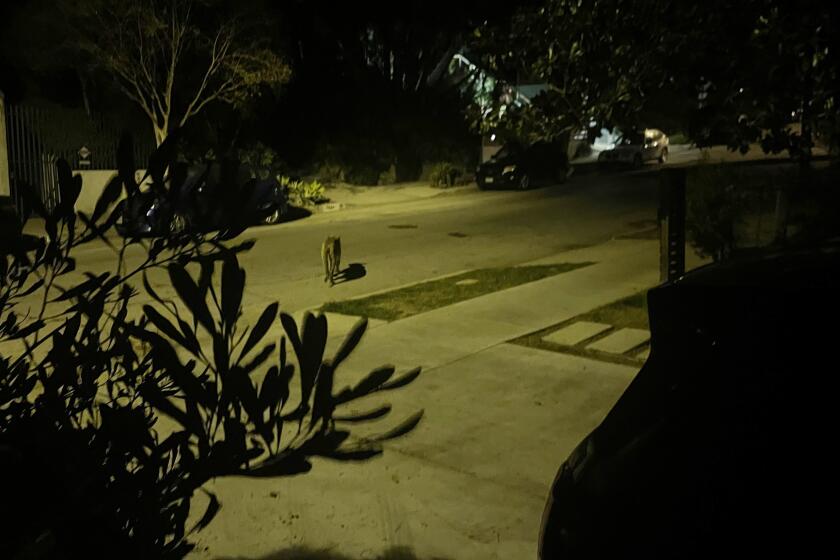 A mountain lion in silver lake on March 26 2022. Credit: Ignacio Genzon