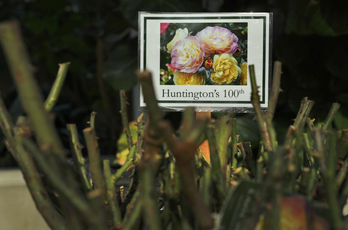 The Huntington's 100th go on sale for the first time at the Huntington Library, Art Collections and Botanical Gardens in San Marino. (Mel Melcon / Los Angeles Times)