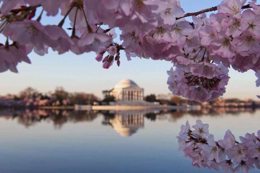 Cherry blossoms and the Jefferson Memorial are seen April 10, 2014 at the Tidal Basin in Washington, DC. The trees should be at peak bloom over the coming weekend.The first cherry trees were ceremonially planted by First Lady Helen Taft and Japanese Viscountess Iwa Chinda on March 27, 1912. Over 3,000 trees were planted throughout the modern National Mall and Memorial Parks as a gift from Yokohama, Japan to Washington. AFP PHOTO / Karen BLEIERKAREN BLEIER/AFP/Getty Images ORG XMIT: 484042515