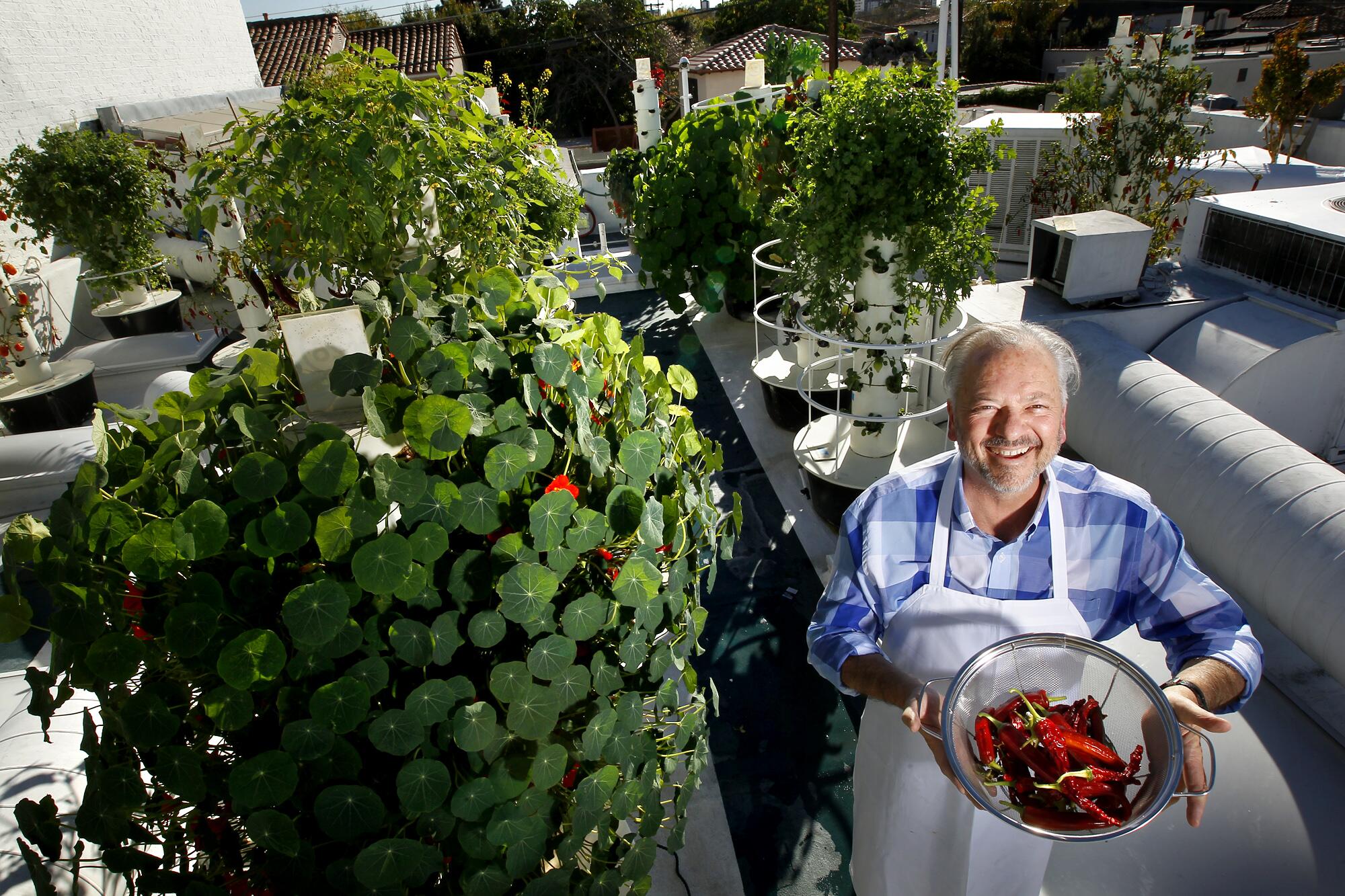 Le chef de Rivera, John Sedlar, tient un contenant de piments dans son jardin durable sur le toit, Cielo Verde.