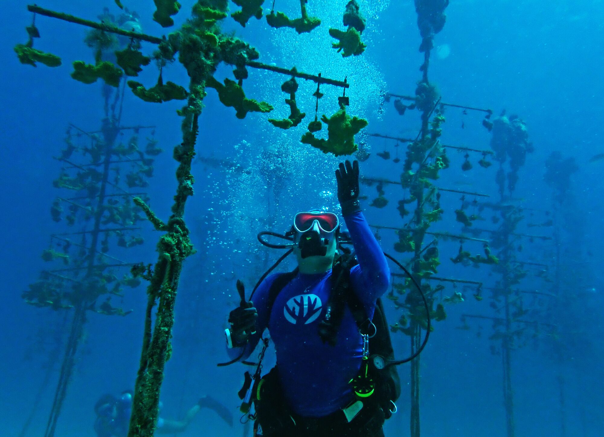 A diver checks corals growing on 
