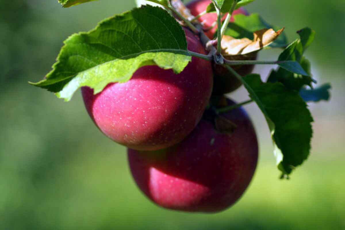 Apples from Riley's Farm in Oak Glen.