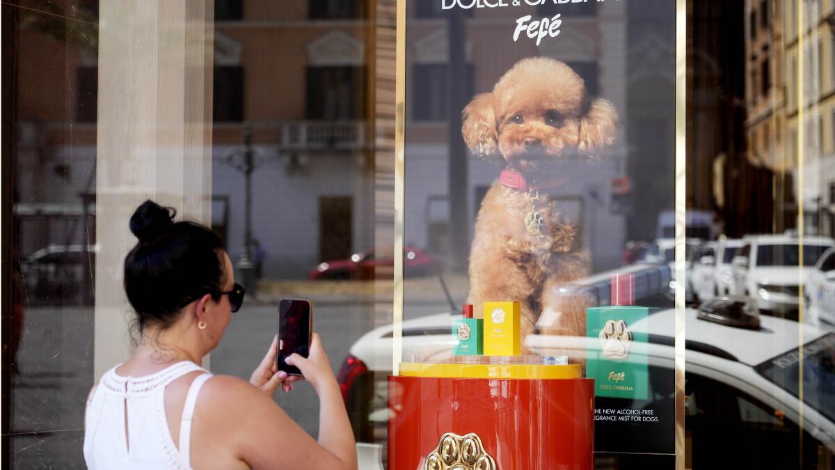 Dolce & Gabbana lanza perfume para perros, pero algunos veterinarios se  muestran escpticos - Los Angeles Times