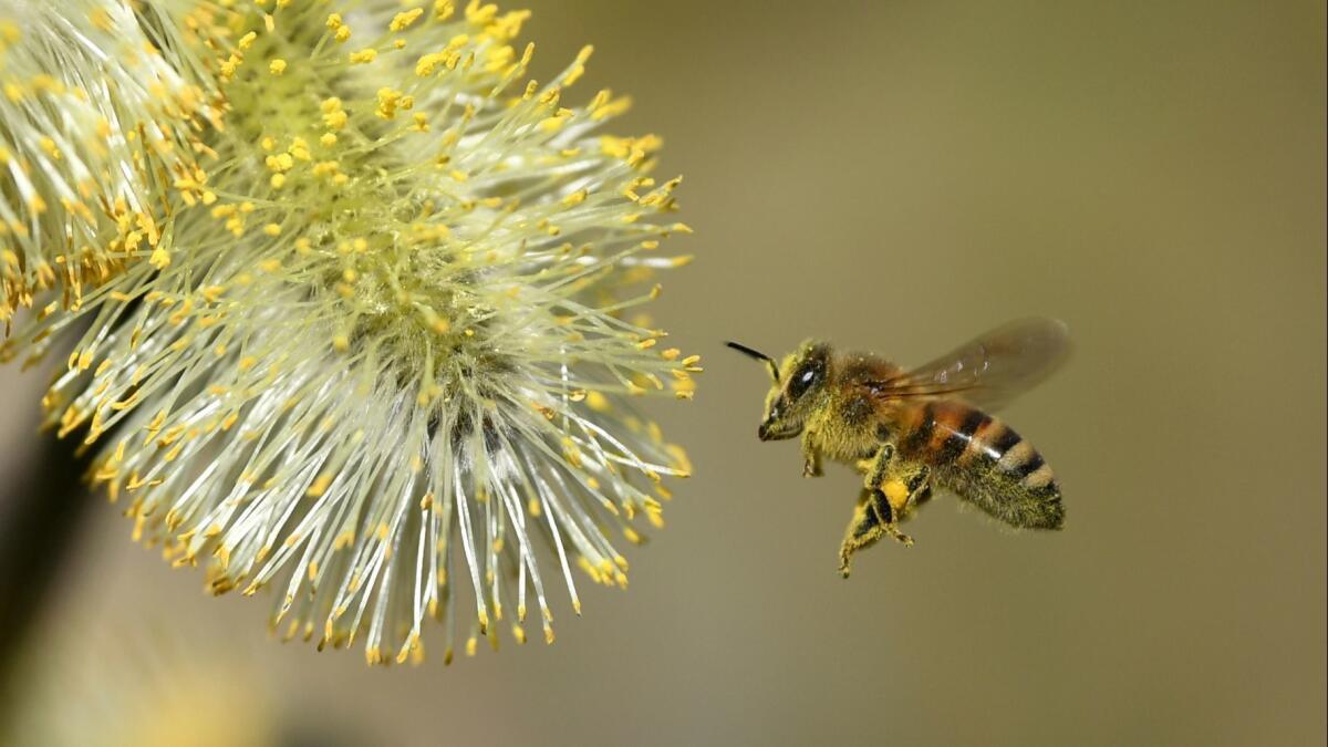 A swarm of bees terrorized a Ceres, Calif., neighborhood on Sunday and killed a dog, police said.