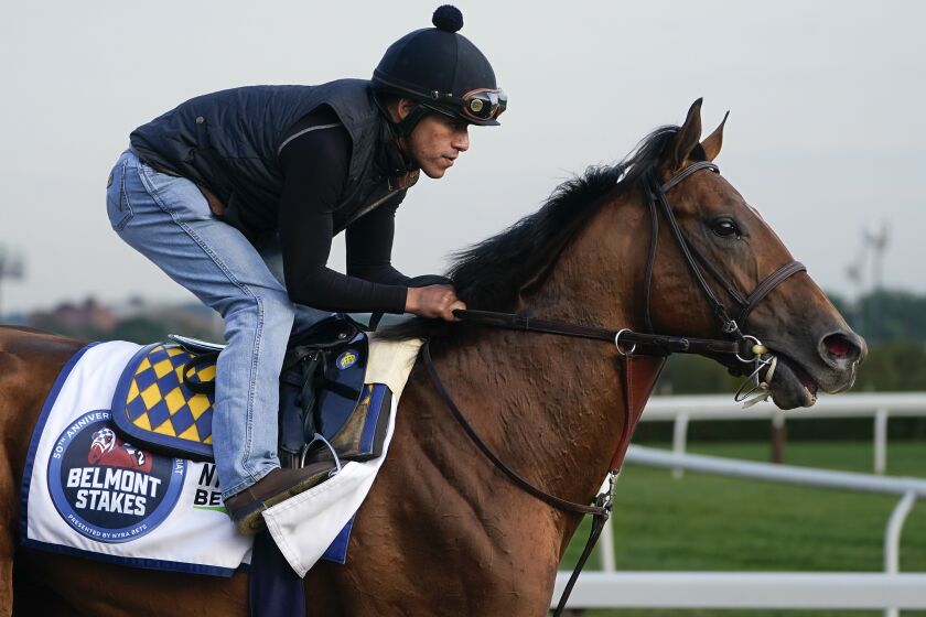 National Treasure trains ahead of the Belmont Stakes horse race, Friday, June 9, 2023, at Belmont Park in Elmont, N.Y. (AP Photo/John Minchillo)