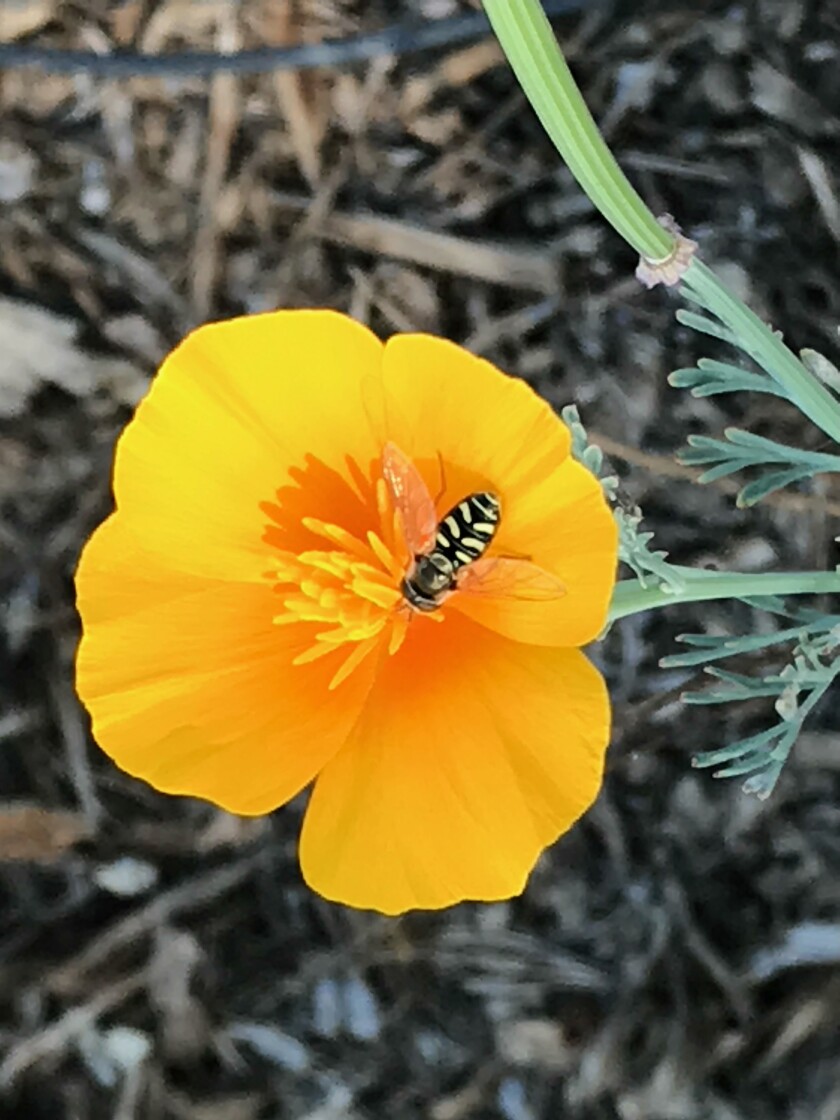 Mimicking the patterns of a honey bee, a hoverfly visits a California poppy, Eschscholzia californica.