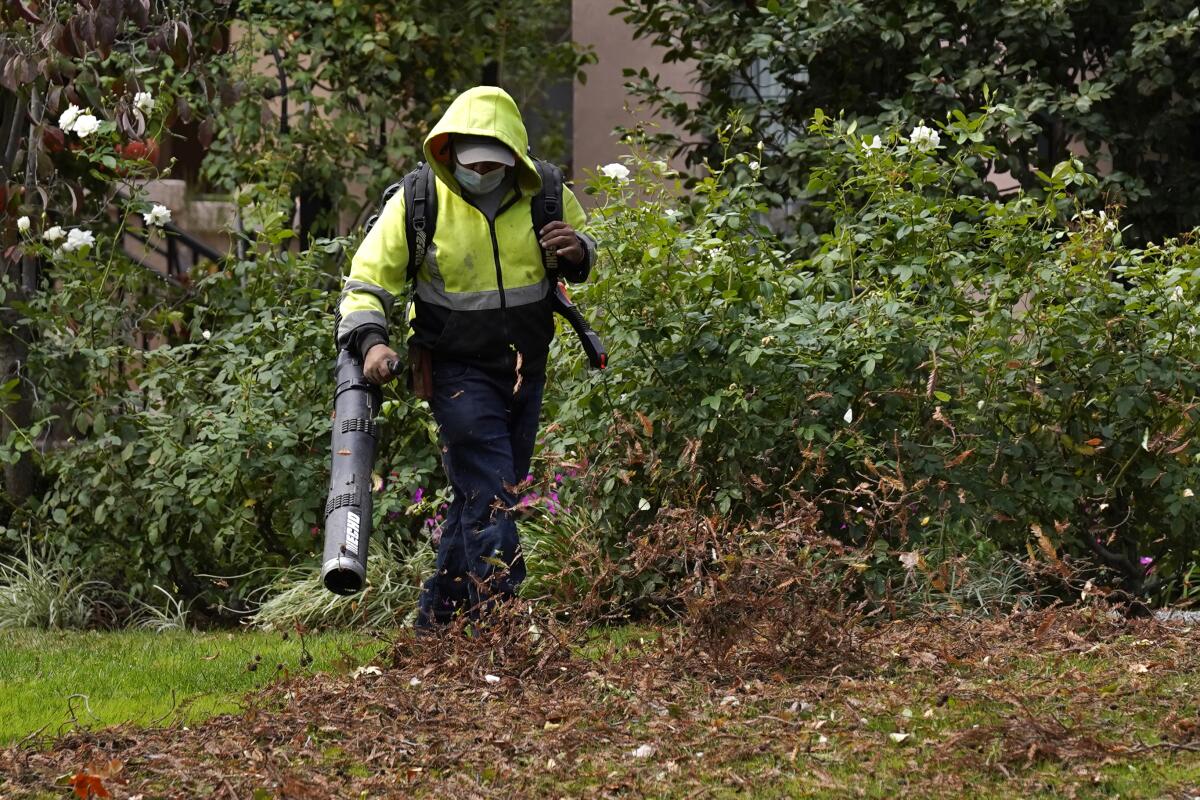 A gardener uses a leaf blower to clear leaves in a yard. 
