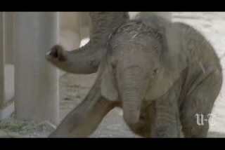 Baby Elephant Born on World Elephant Day at San Diego Zoo Safari Park