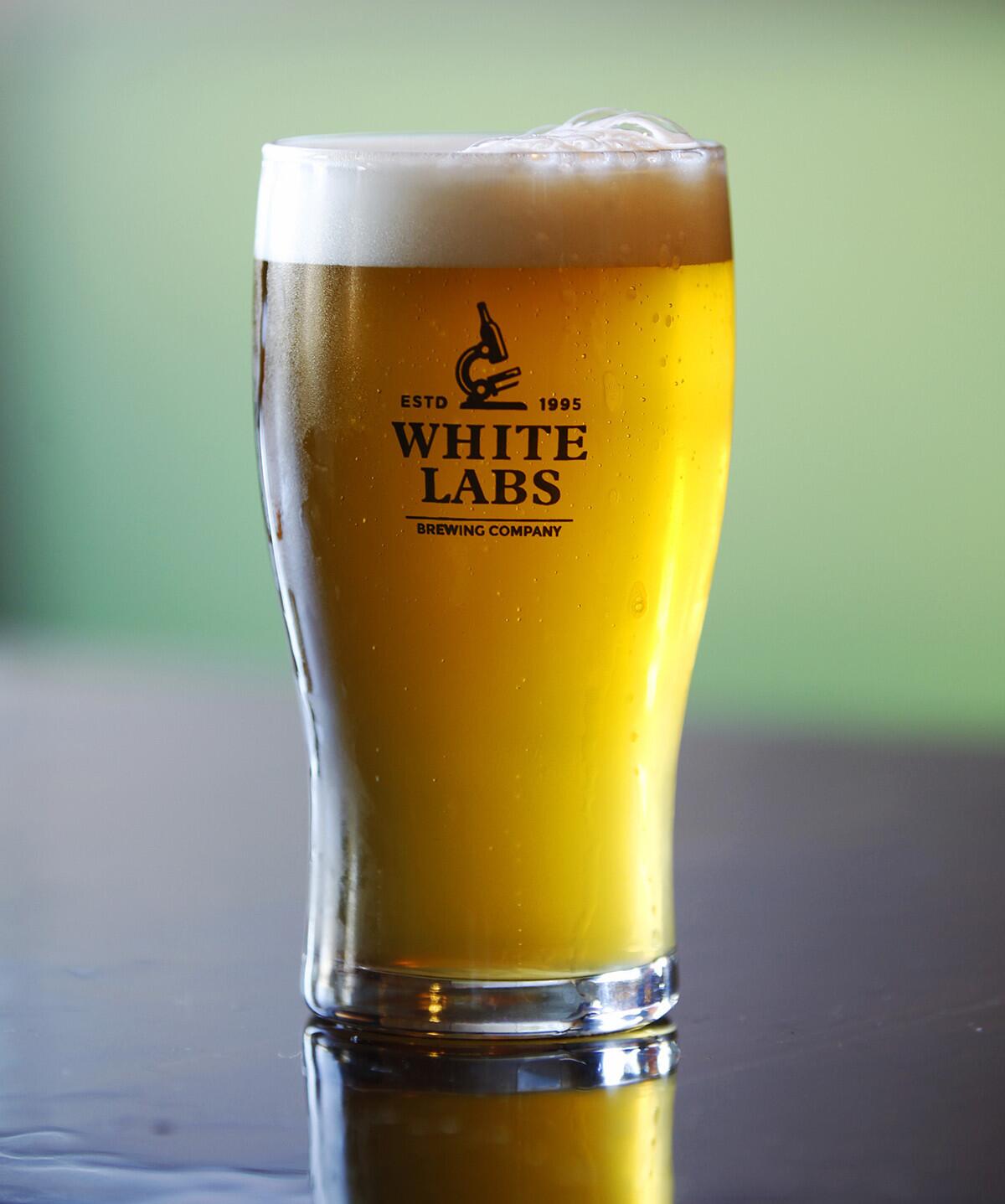 A wlp320 American Hefeweizen at White Labs in Mira Mesa.